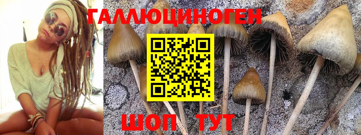 Псилоцибиновые грибы прущие грибы Щёкино